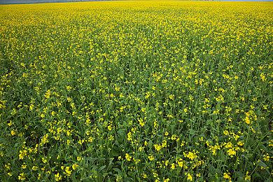 D23展会：《石像鬼：重制版》面向主机＆PC公布